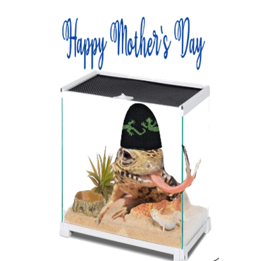 6 Tegu Lizard Assorted Greeting Cards.  Hand Made.